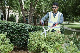 Hedge Shears - Precision